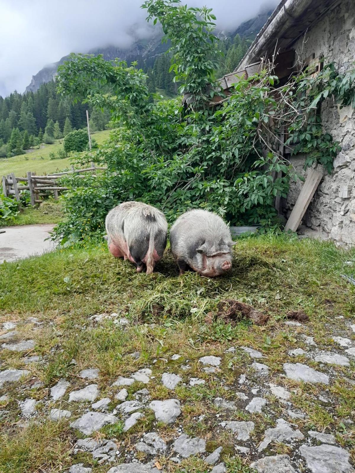 Familien-Bauernhof Neumoar Appartement Sankt Johann im Pongau Buitenkant foto